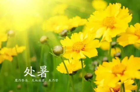 二十四节气处暑手抄报图片