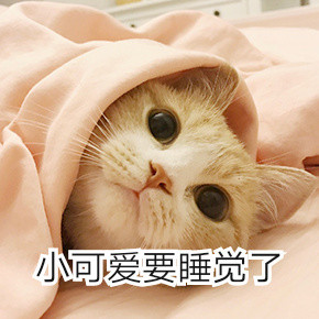 小可爱猫咪表情包下载-小可爱猫咪表情包下载 _5577安卓网