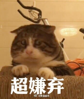 阿肥喵咪表情包