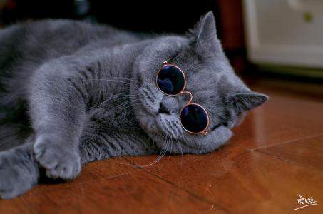 抖音猫图片表情包手机版分享给大家,这是一款最近非常火的社会猫,是与