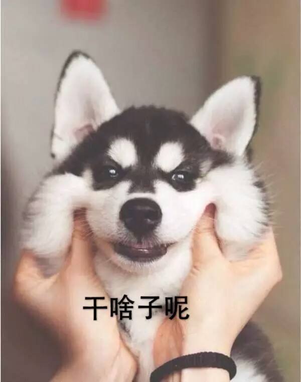 emmmmm哈士奇表情包